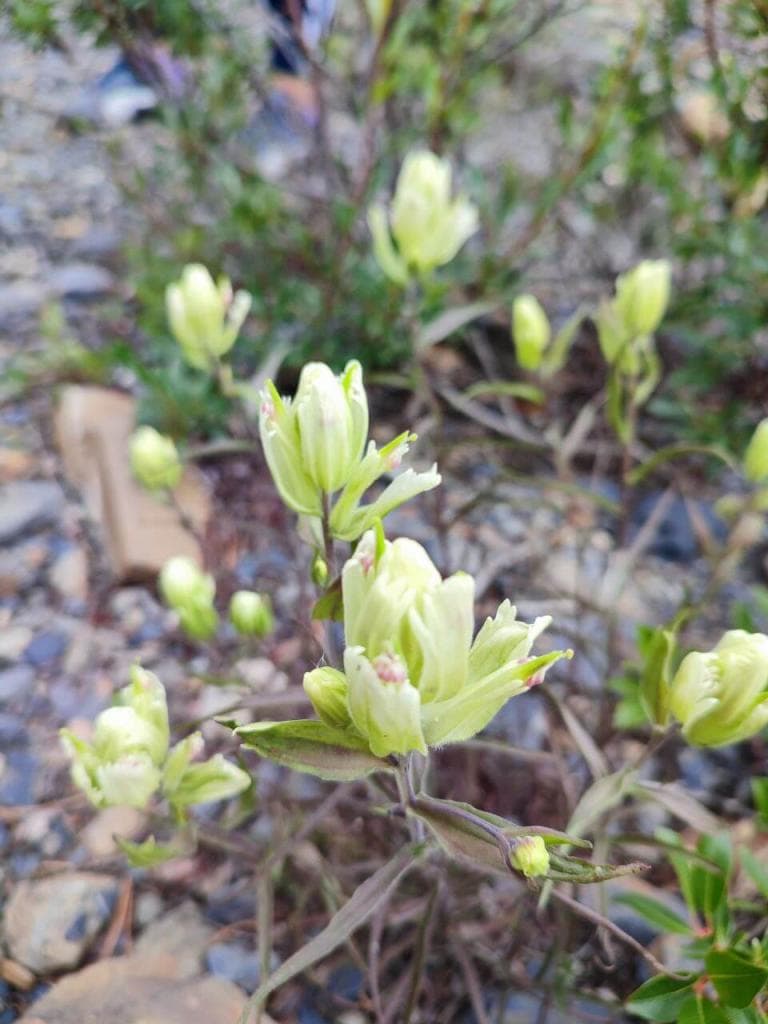 ЛЕТО. Золотое кольцо Алтая - фото 1