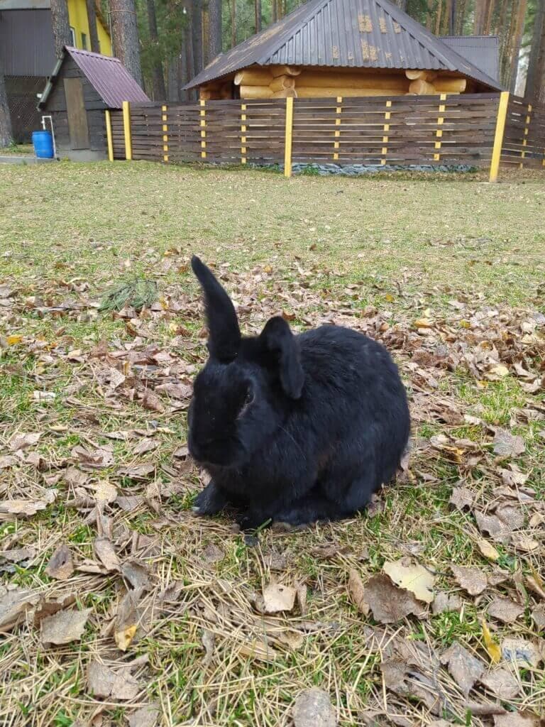 Алтай - место силы, 6 дней - фото 2