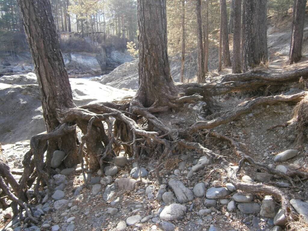 Оздоровительный тур "Пантовые ванны" - 7 дней - фото 4