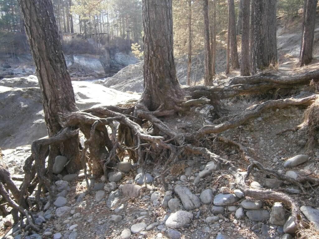 Оздоровительный тур "Пантовые ванны" - 7 дней - фото 4