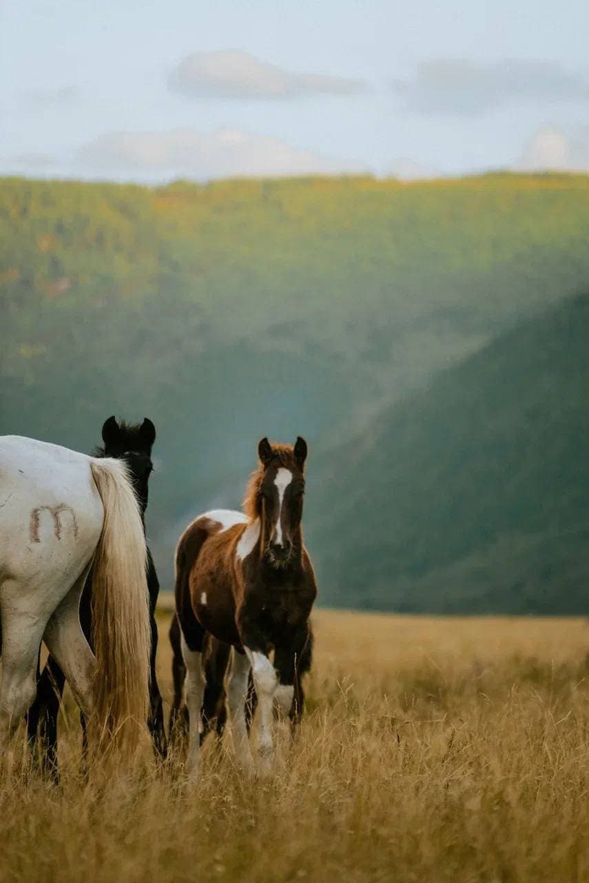Знакомство с Алтаем - фото 2