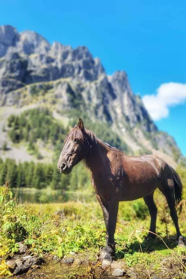 Конный тур «Алтай — страна Чудес» - фото 2