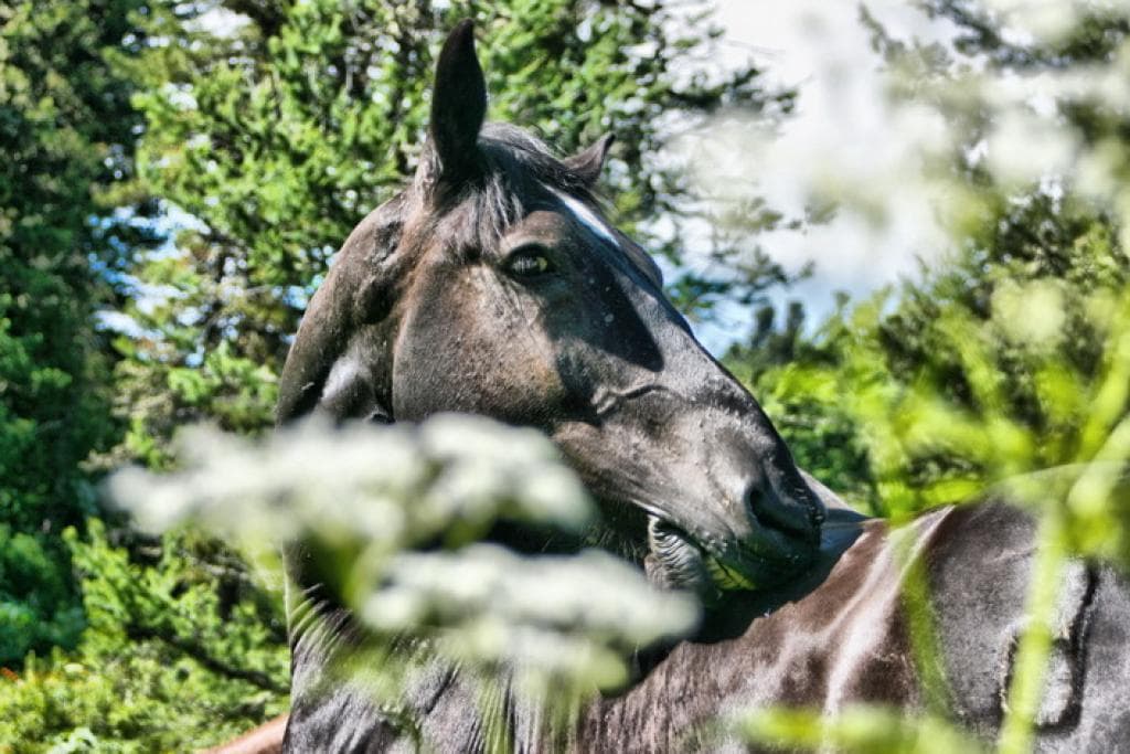 Конный тур «Алтай для новичков» или к Каракольским озерам налегке - фото 1