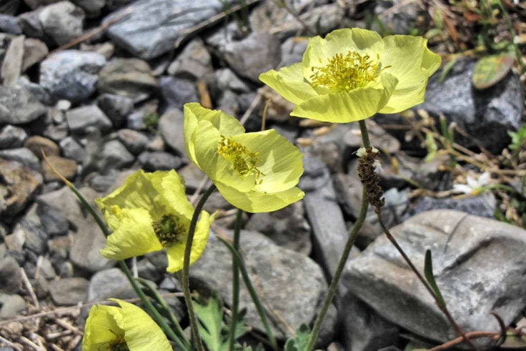 Конный тур «Шавлинские озера — на пути в Шамбалу» - фото 6