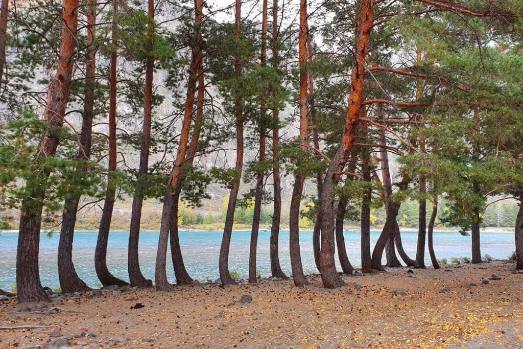 Конный тур для опытных всадников «Галопом по Алтаю» - фото 4