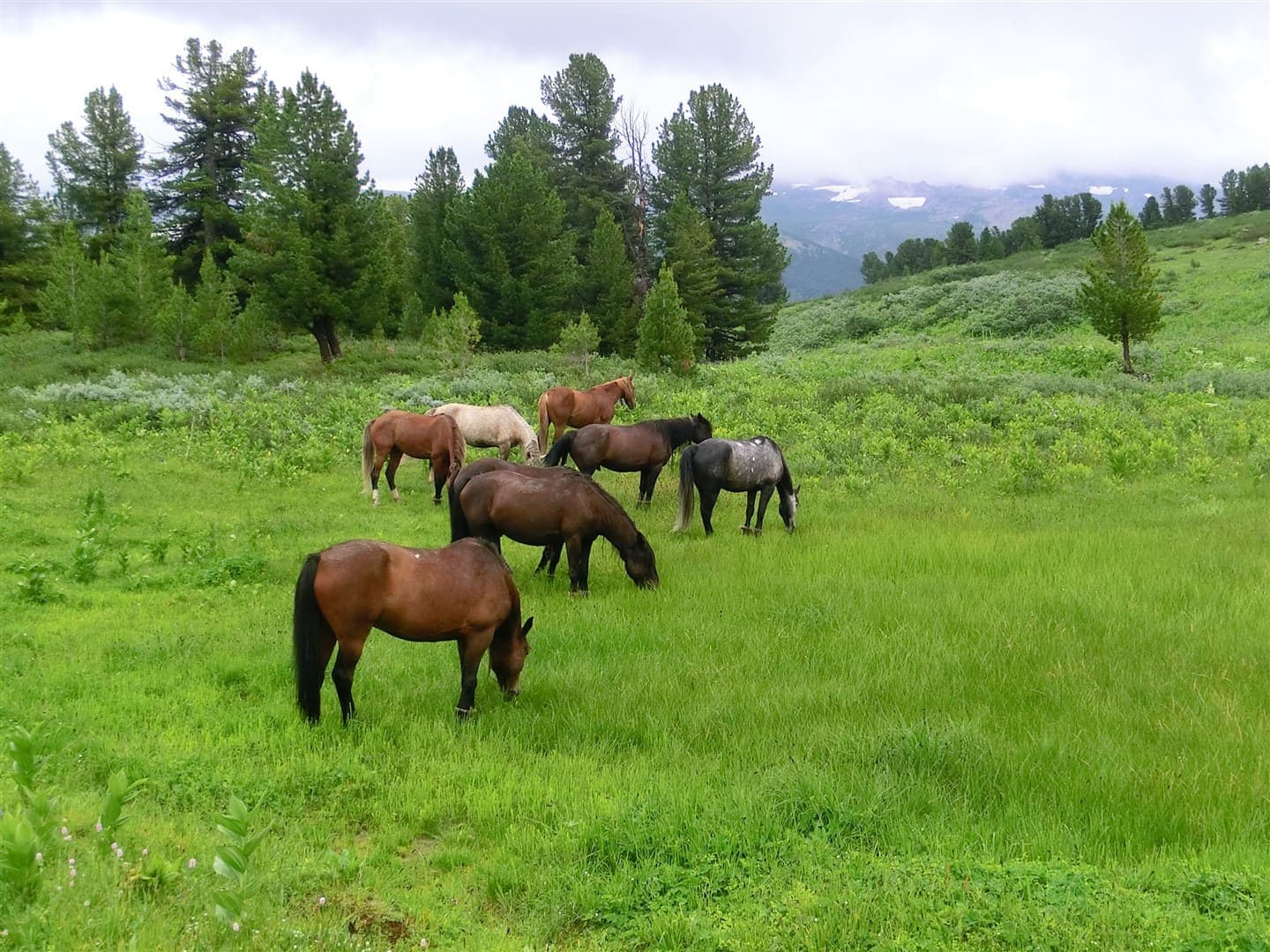 Алтайские дали - фото 1