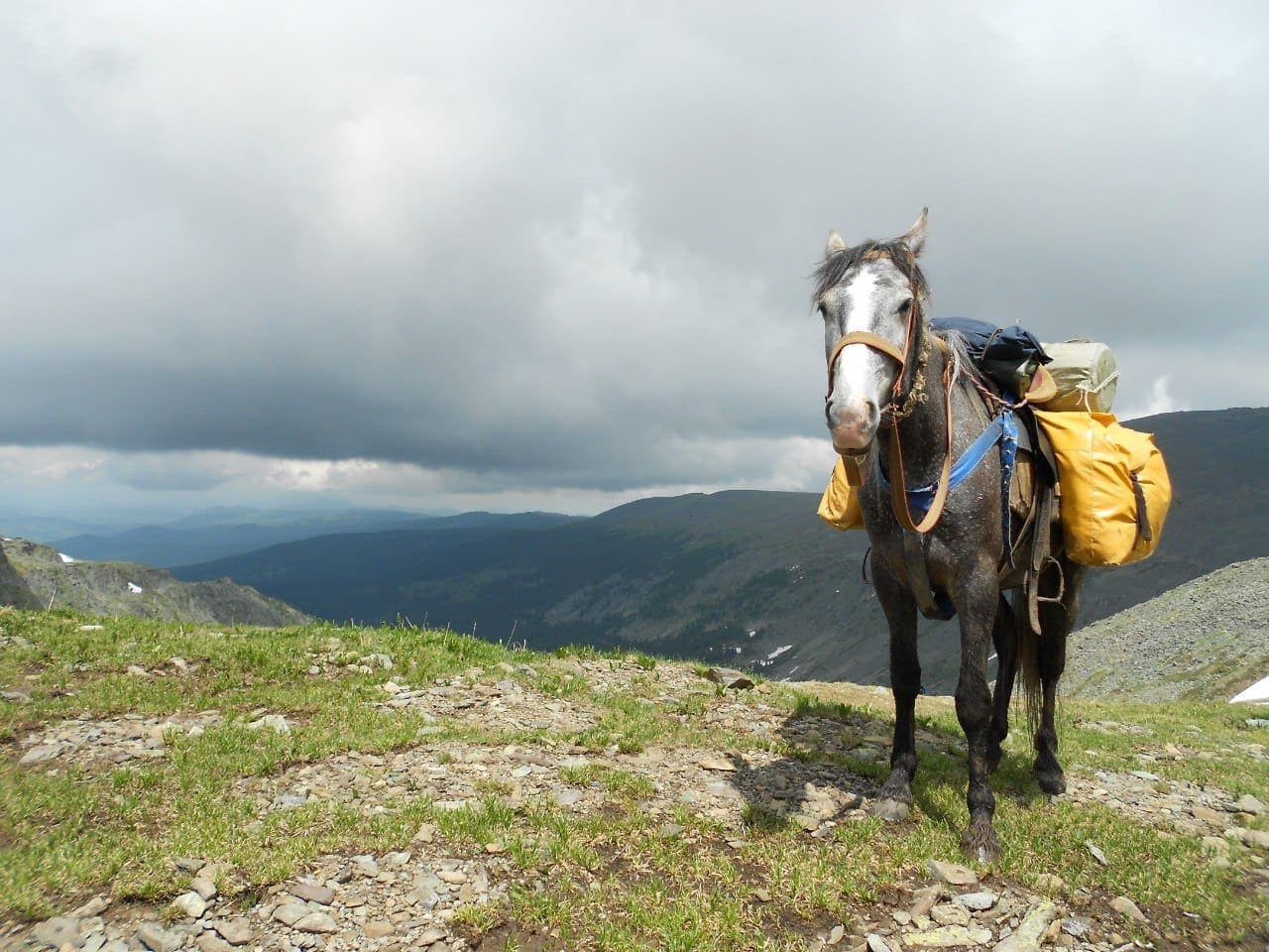 АЛТАЙСКАЯ КЛАССИКА - фото 3