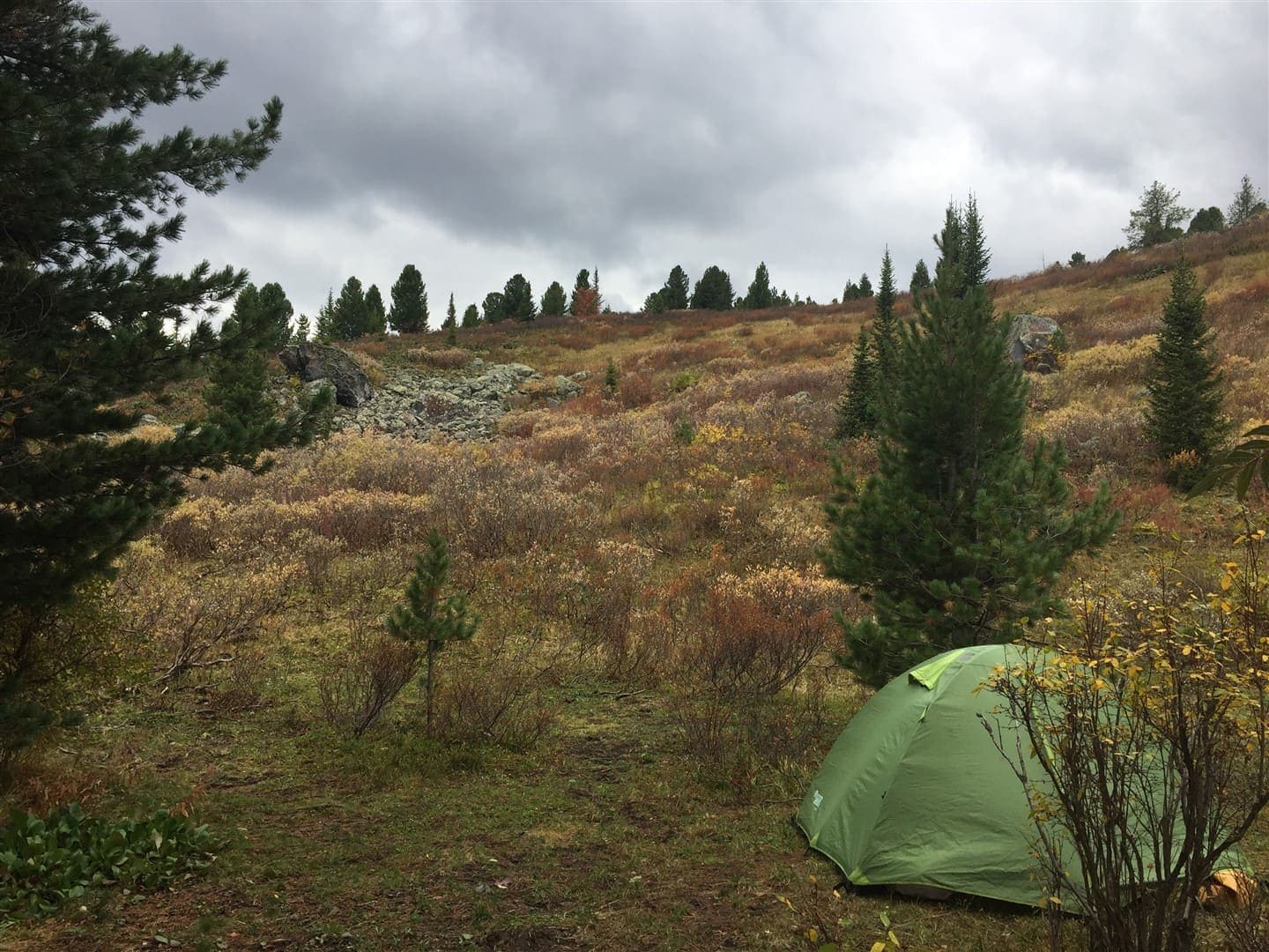 АЛТАЙСКАЯ КЛАССИКА - фото 10
