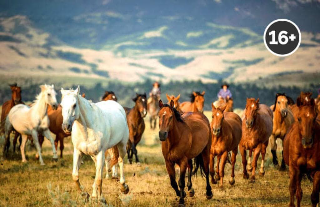 Конный трек "Пригон лошадей" - фото 1