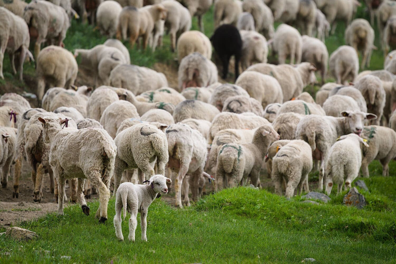 Алтай: 5 дней, 5 тайн - фото 2