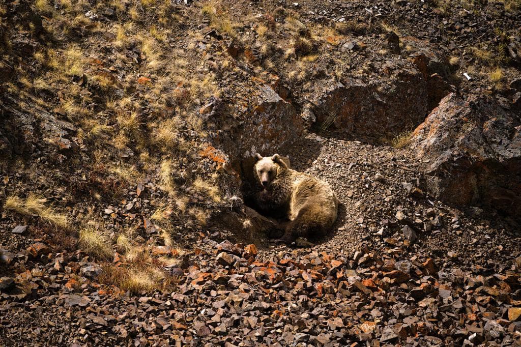 На земле снежного барса - фото 4