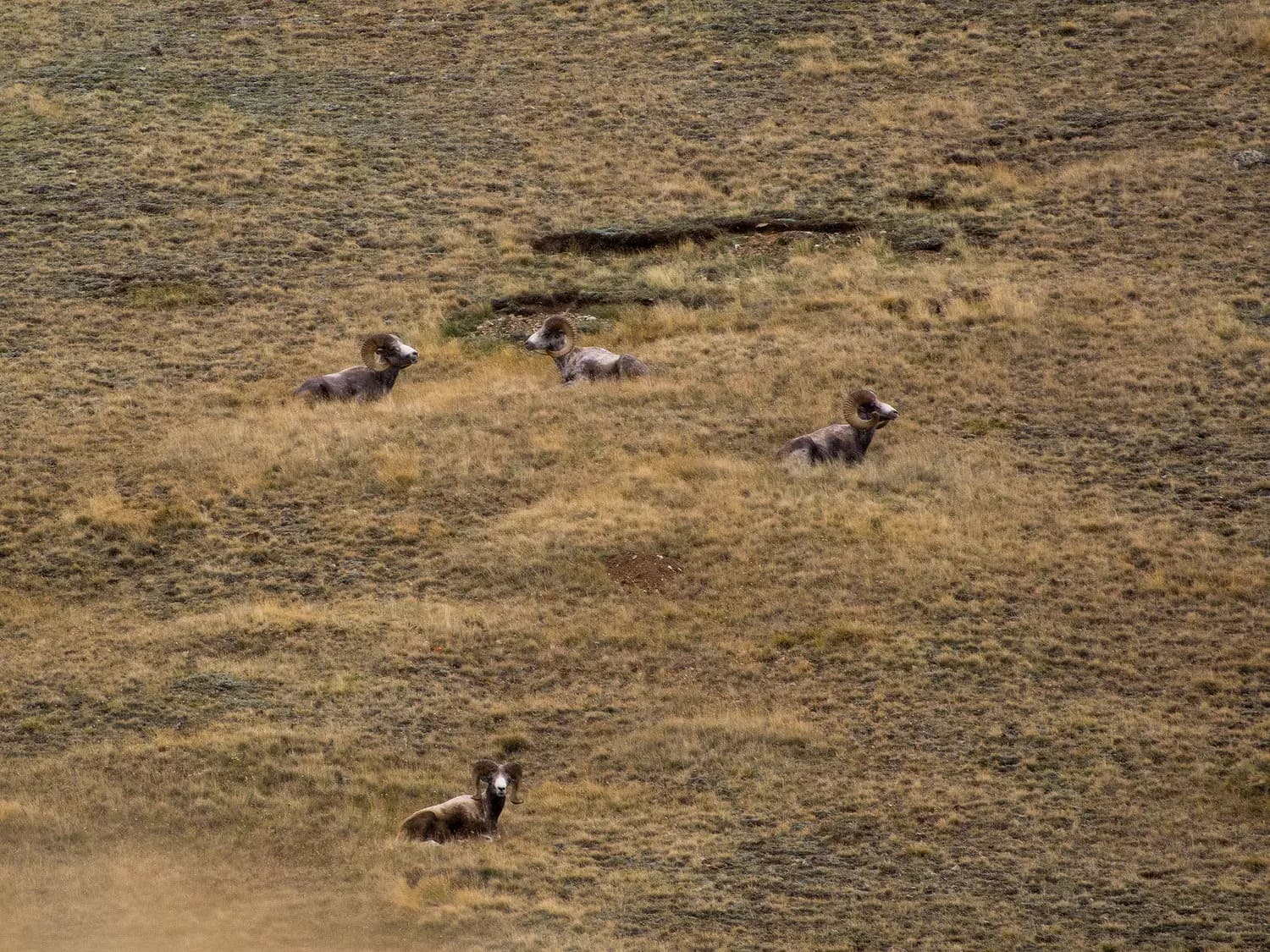 На земле снежного барса - фото 5