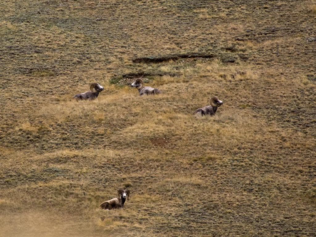 На земле снежного барса - фото 5