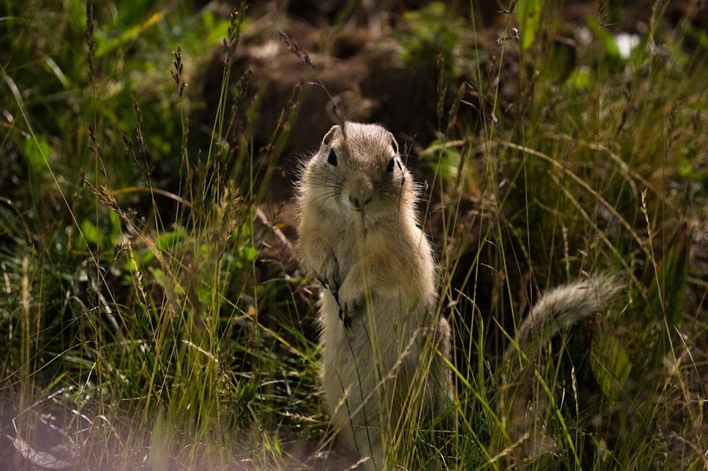 На земле снежного барса - фото 2