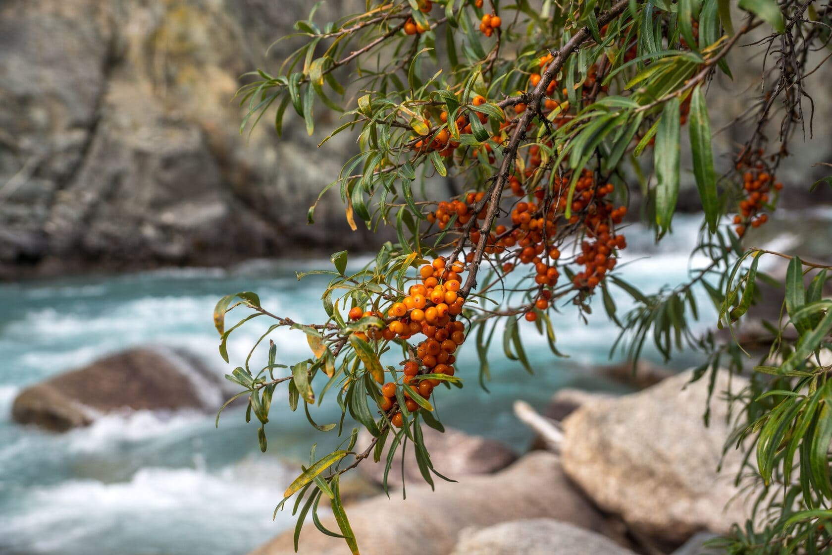 УКОК, КАРАГЕМ И АРГУТ - фото 1