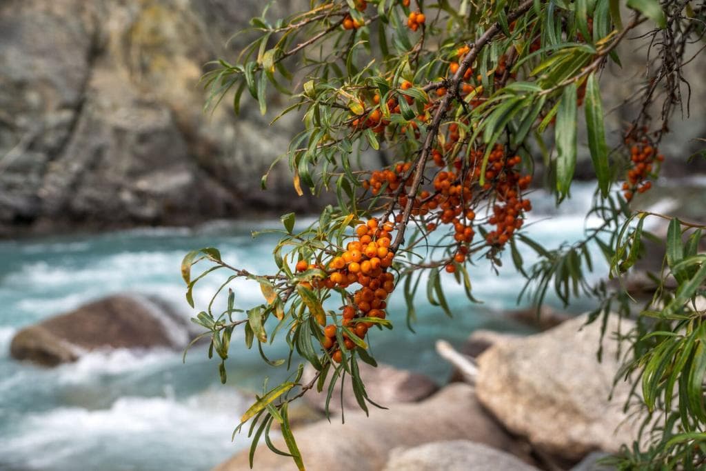УКОК, КАРАГЕМ И АРГУТ - фото 1