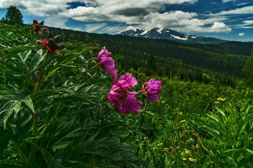 Из сердца синих гор - фото 4