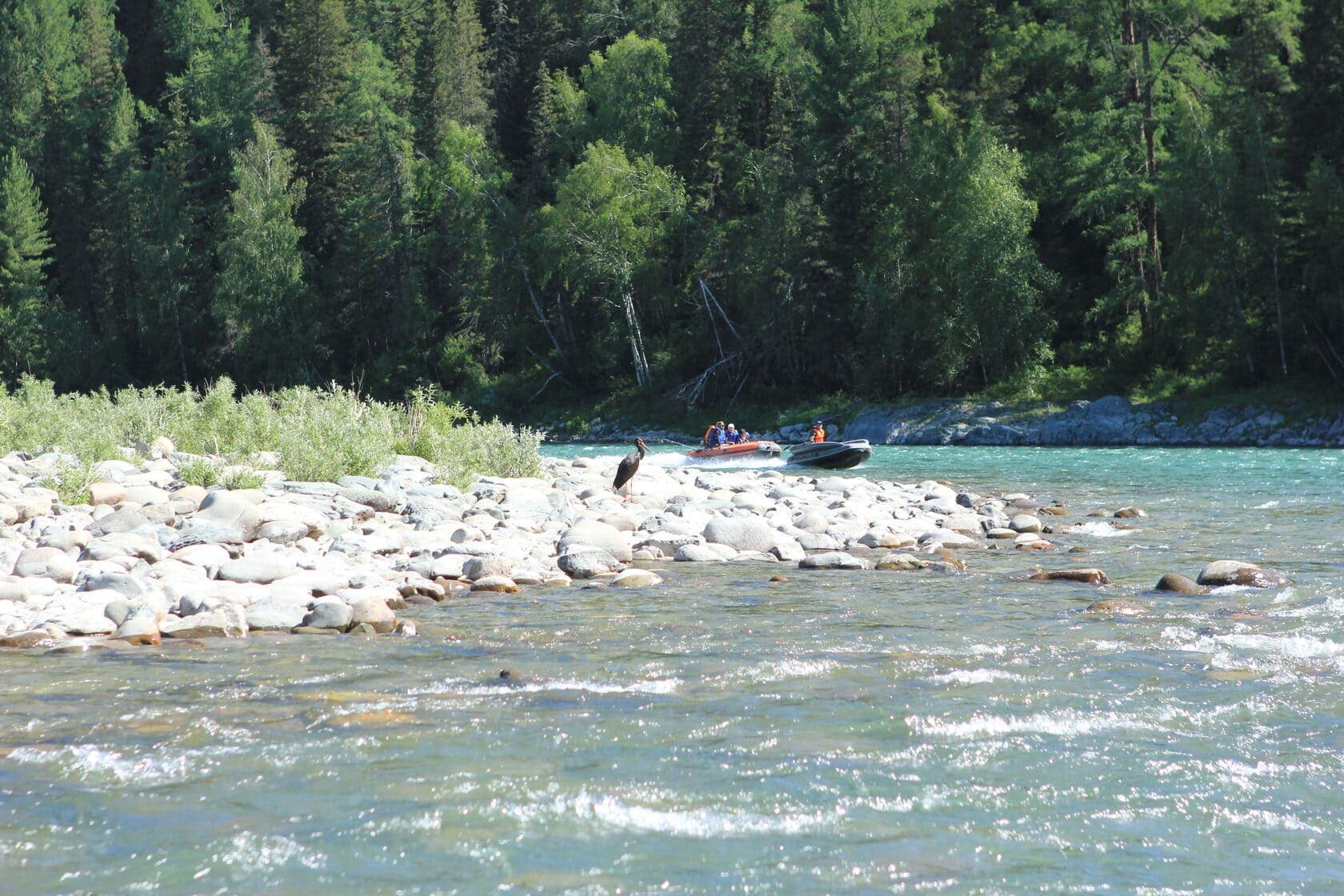 По водам Катуни - фото 2