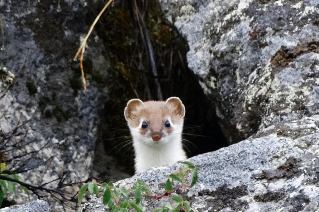 На плато Укок к «Принцессе Алтая» - фото 1