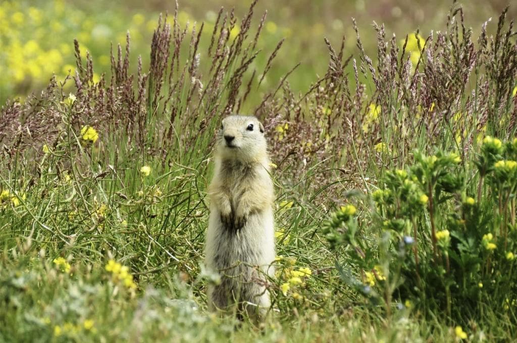 Телецкое озеро – Актру – плато Укок - фото 3