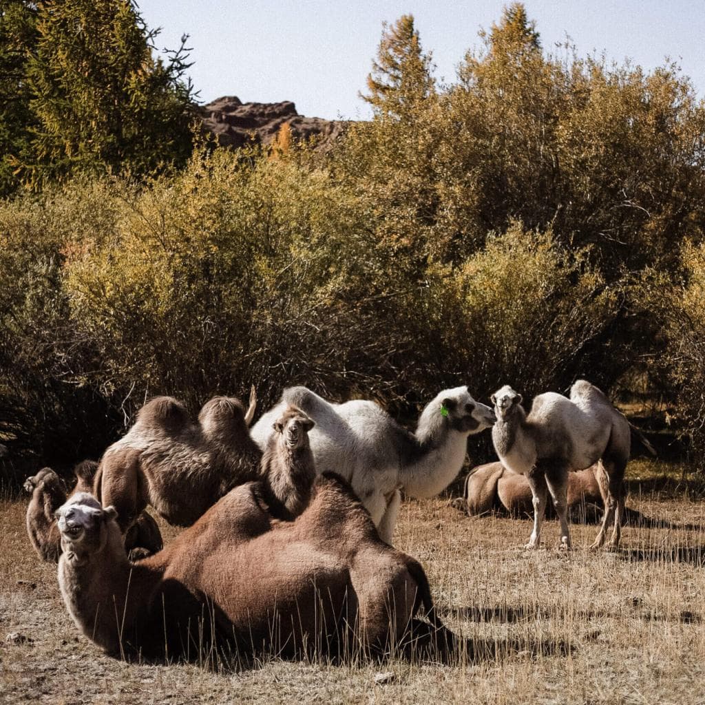 Осенний тур по Горному Алтаю - фото 3