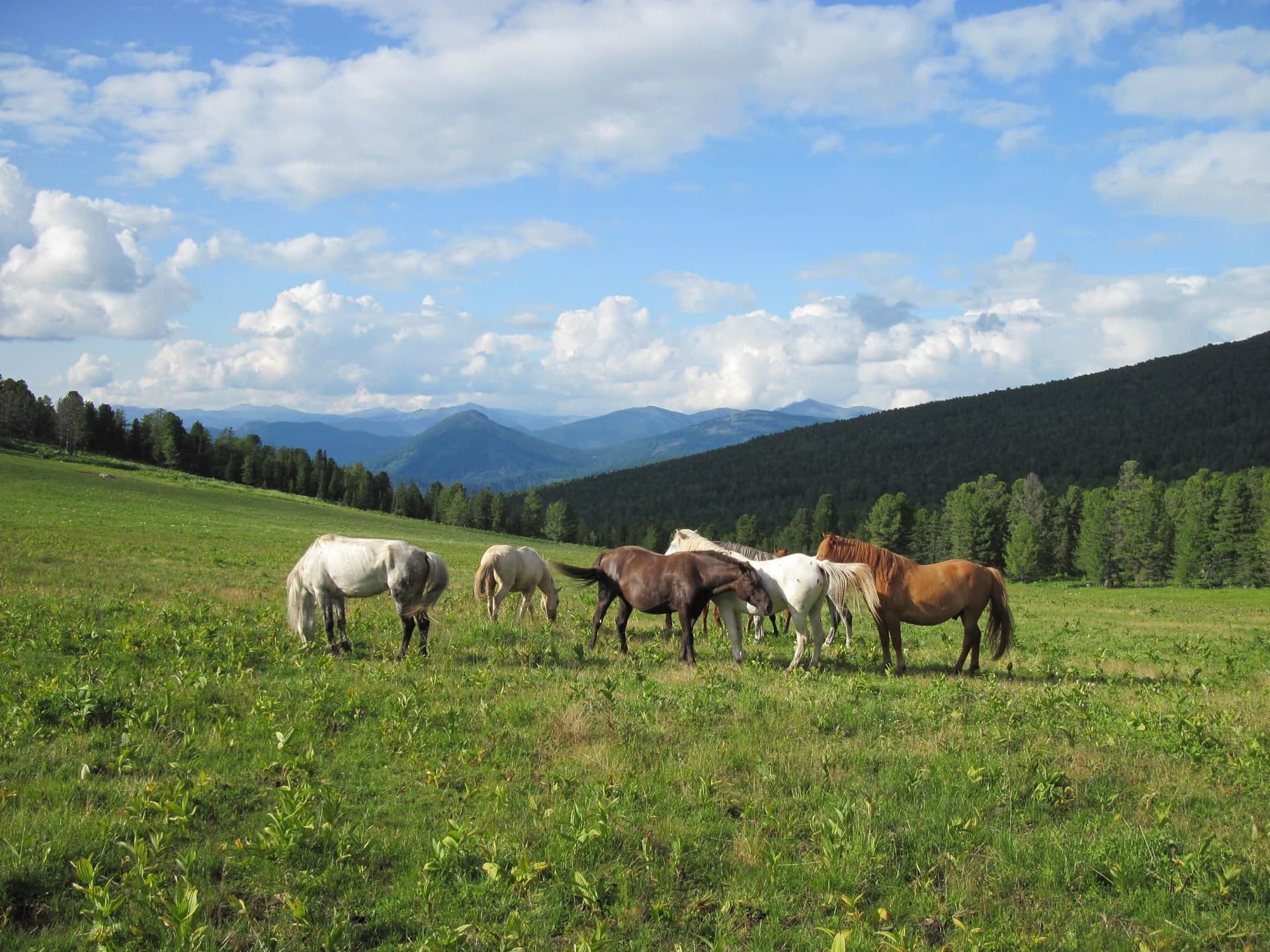 Конный тур к озеру Манас - фото 1