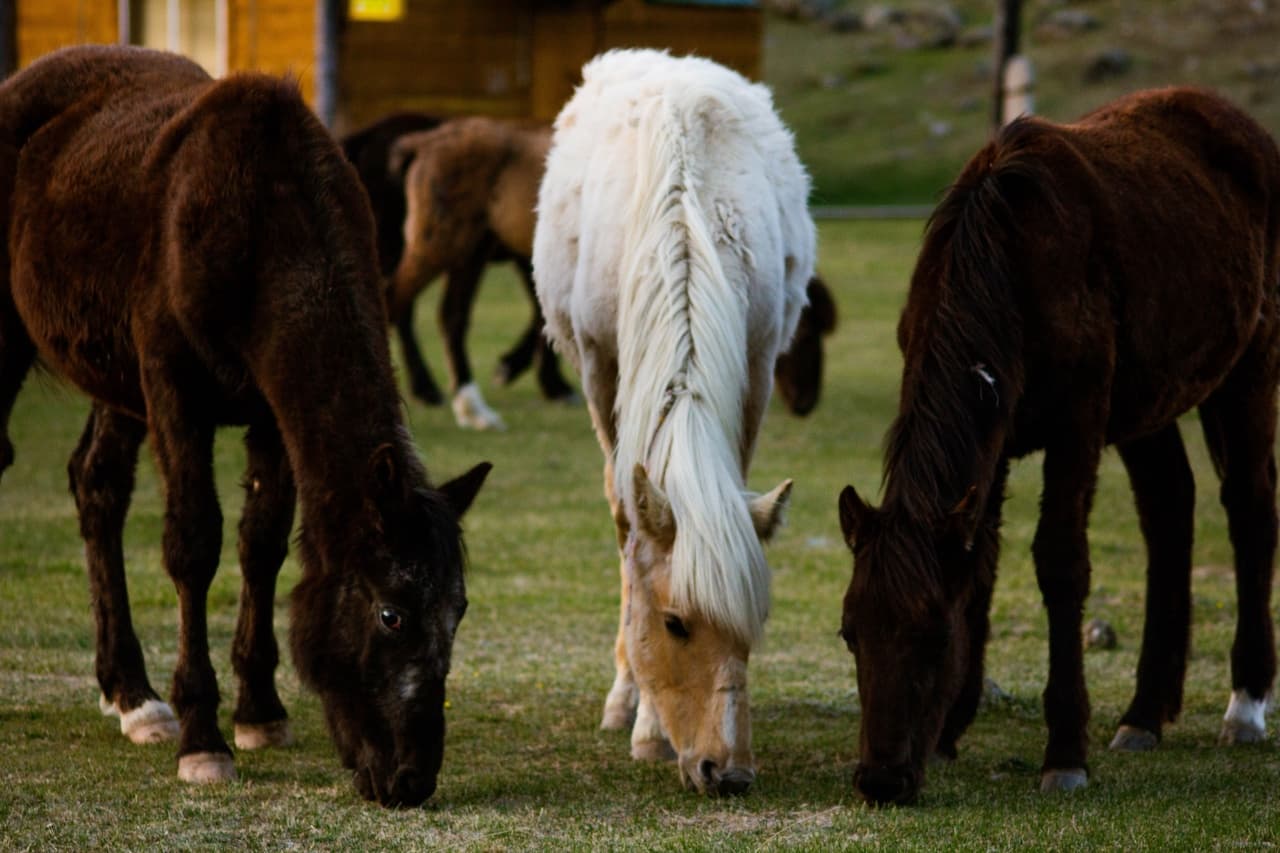 "Акру - Каракабак - Шавло" - фото 7