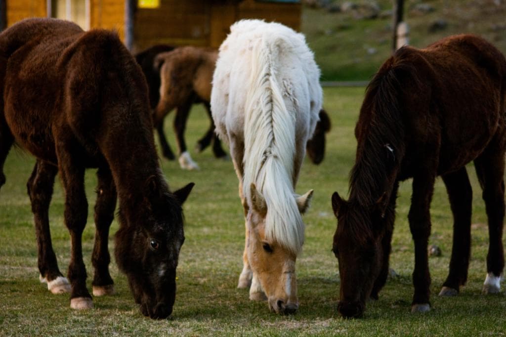 "Акру - Каракабак - Шавло" - фото 7