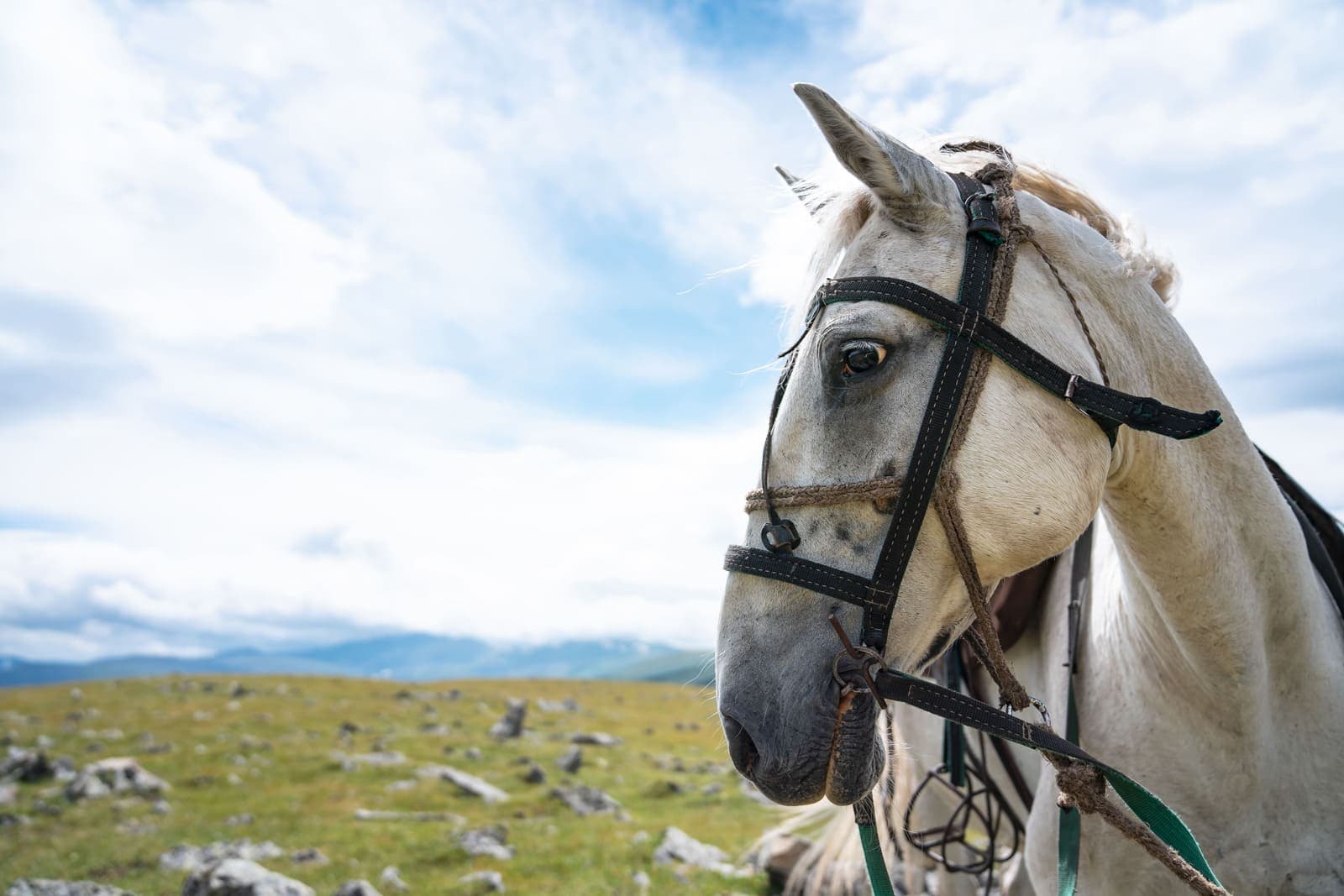 "Погружение в Алтай" - фото 5