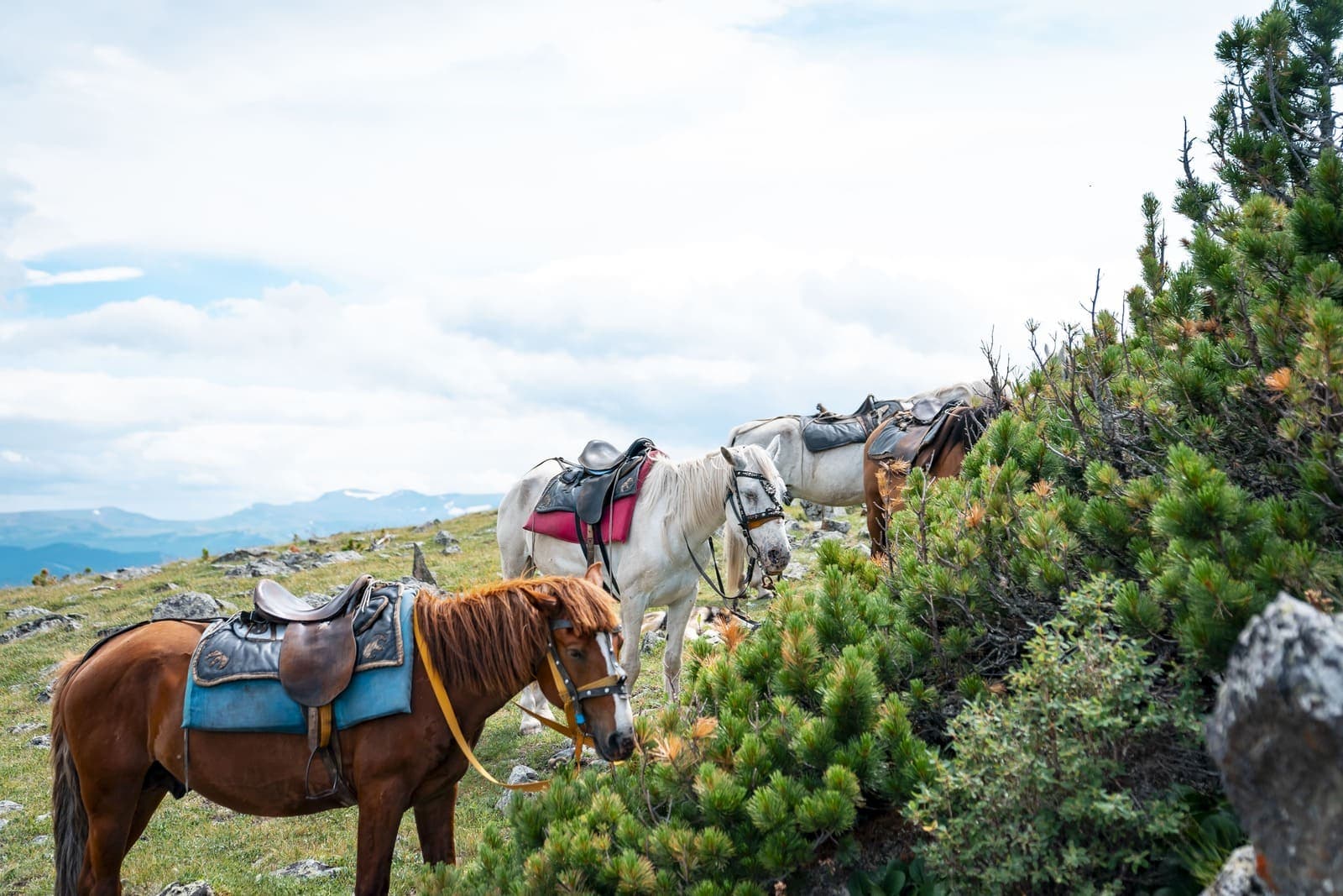 "Погружение в Алтай" - фото 7