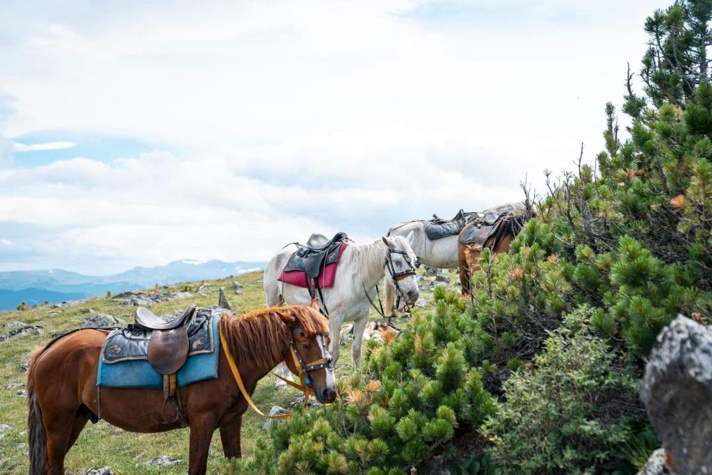 "Погружение в Алтай" - фото 7