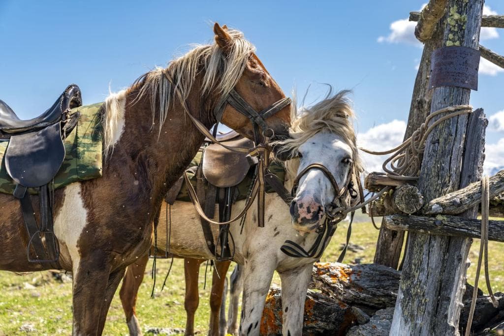 "Приключения на Алтае" - фото 1
