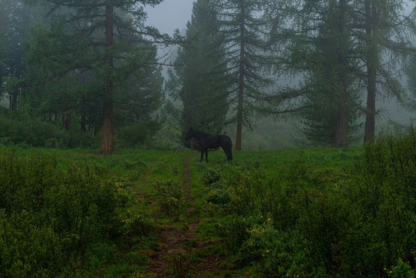 "Приключения на Алтае" - фото 7