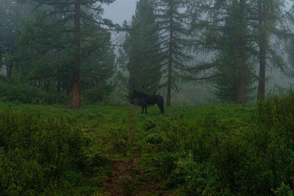 "Приключения на Алтае" - фото 7