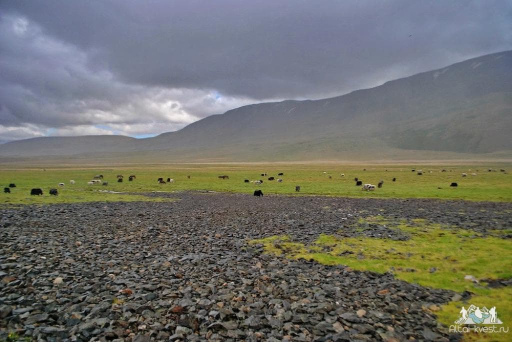 Авто-путешествие по Южному Алтаю - фото 6