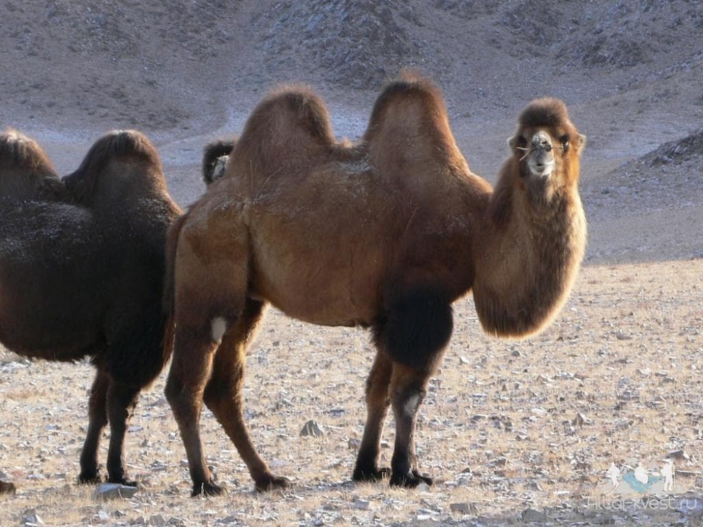 Телецкое Озеро — Онгудай — Актру — Курай — Ташанта - фото 9