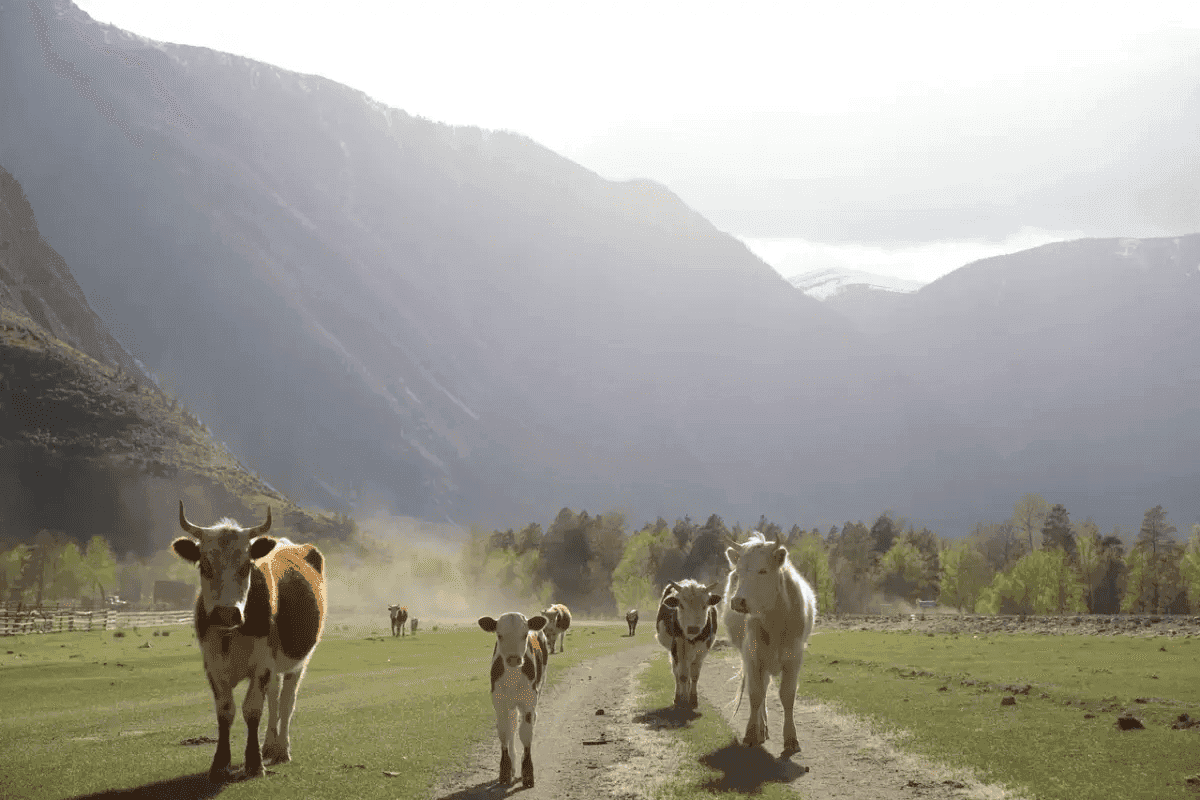 Кольцевой тур по Алтаю - УВИДЕТЬ ВСЁ - фото 11