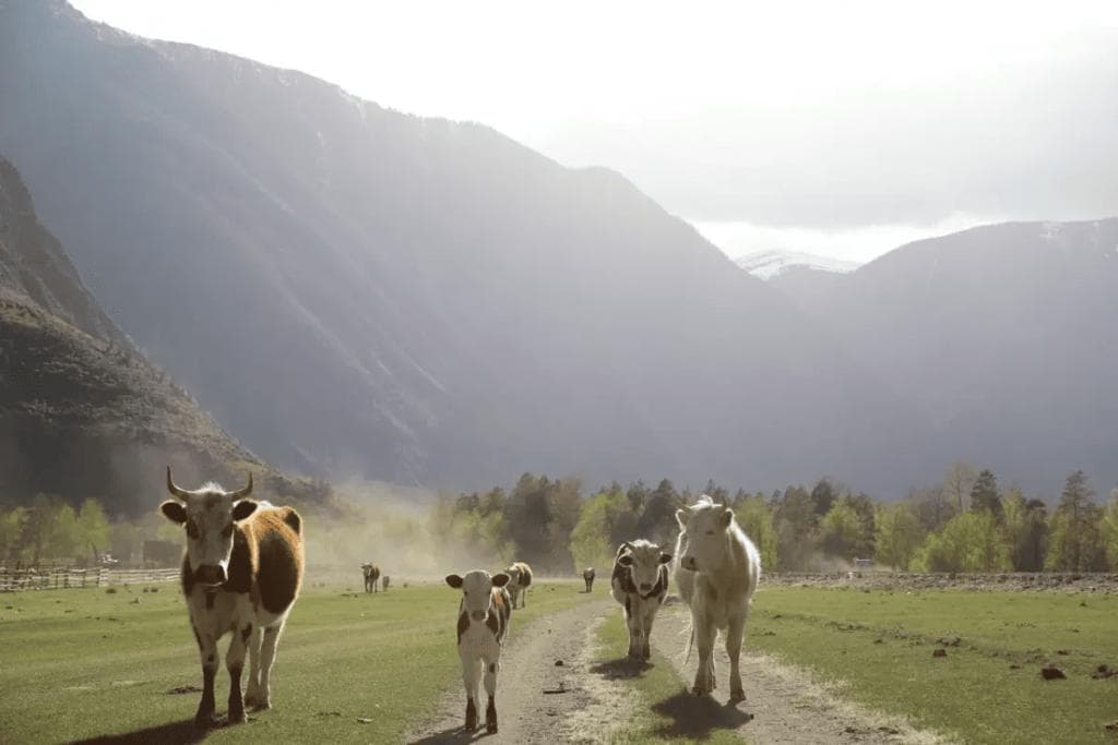 Кольцевой тур по Алтаю - УВИДЕТЬ ВСЁ - фото 11