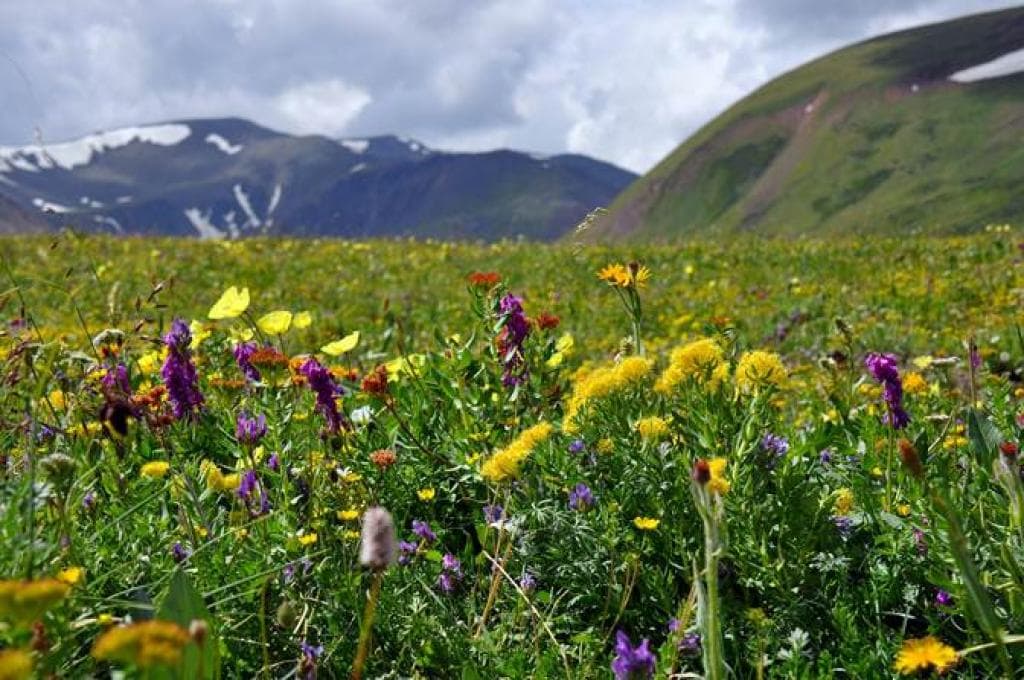 “Созвездие трёх Архаров” - фото 1