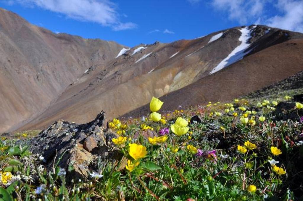 “Созвездие трёх Архаров” - фото 5