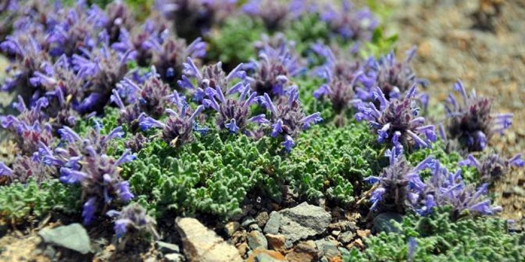 “Созвездие трёх Архаров” - фото 7