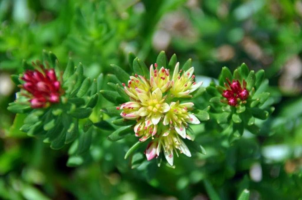 “Созвездие трёх Архаров” - фото 8