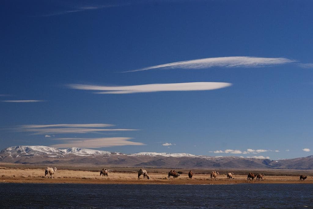 Фауна Горного Алтая - фото 3