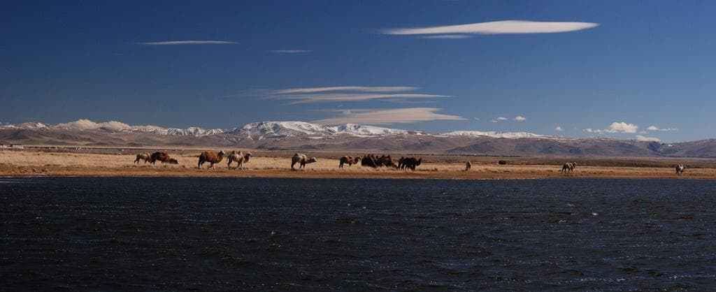 Фауна Горного Алтая - фото 4