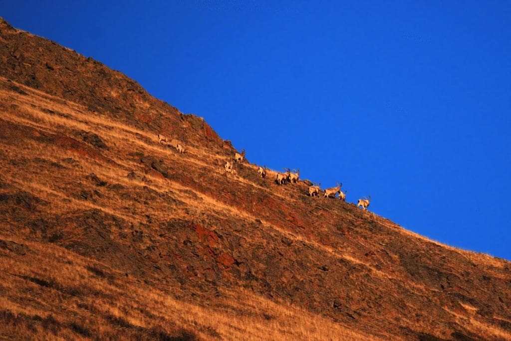 Фауна Горного Алтая - фото 5