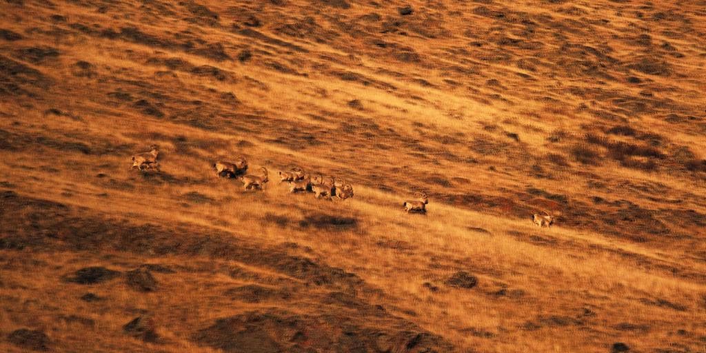 Фауна Горного Алтая - фото 6