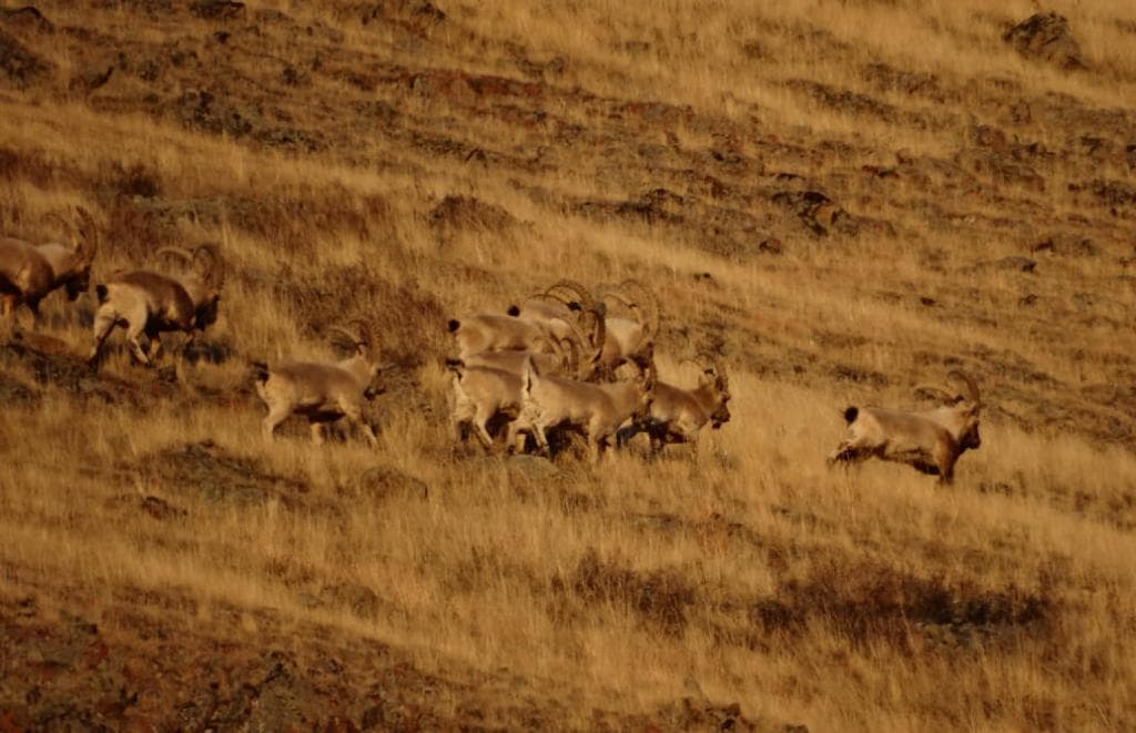 Фауна Горного Алтая - фото 7