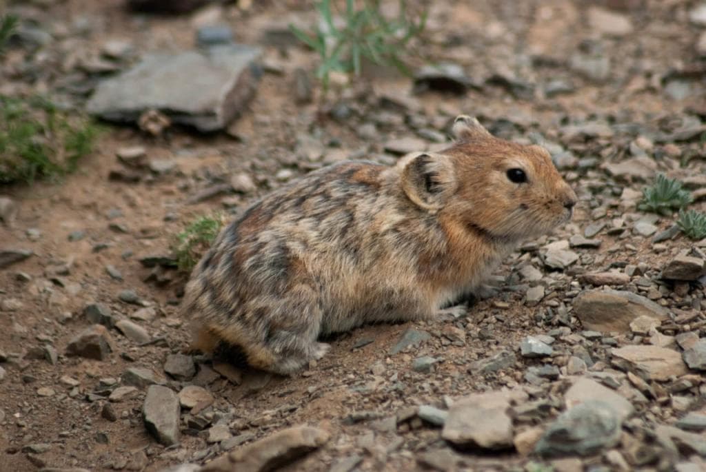 Фауна Горного Алтая - фото 8