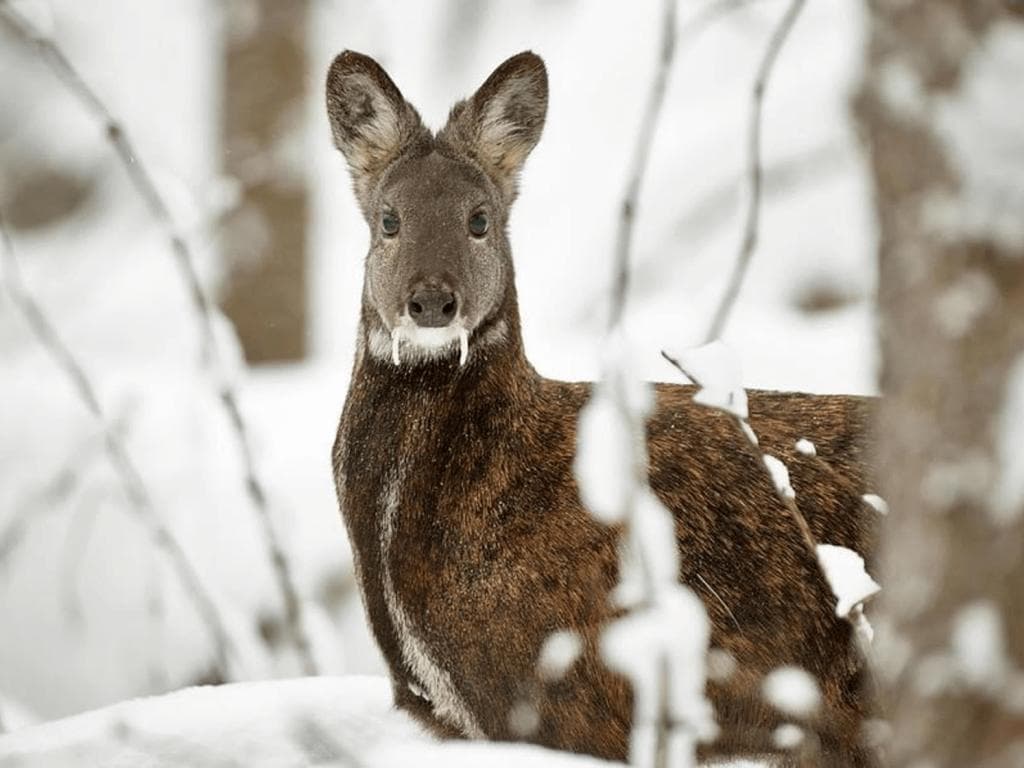 Фауна Горного Алтая - фото 11