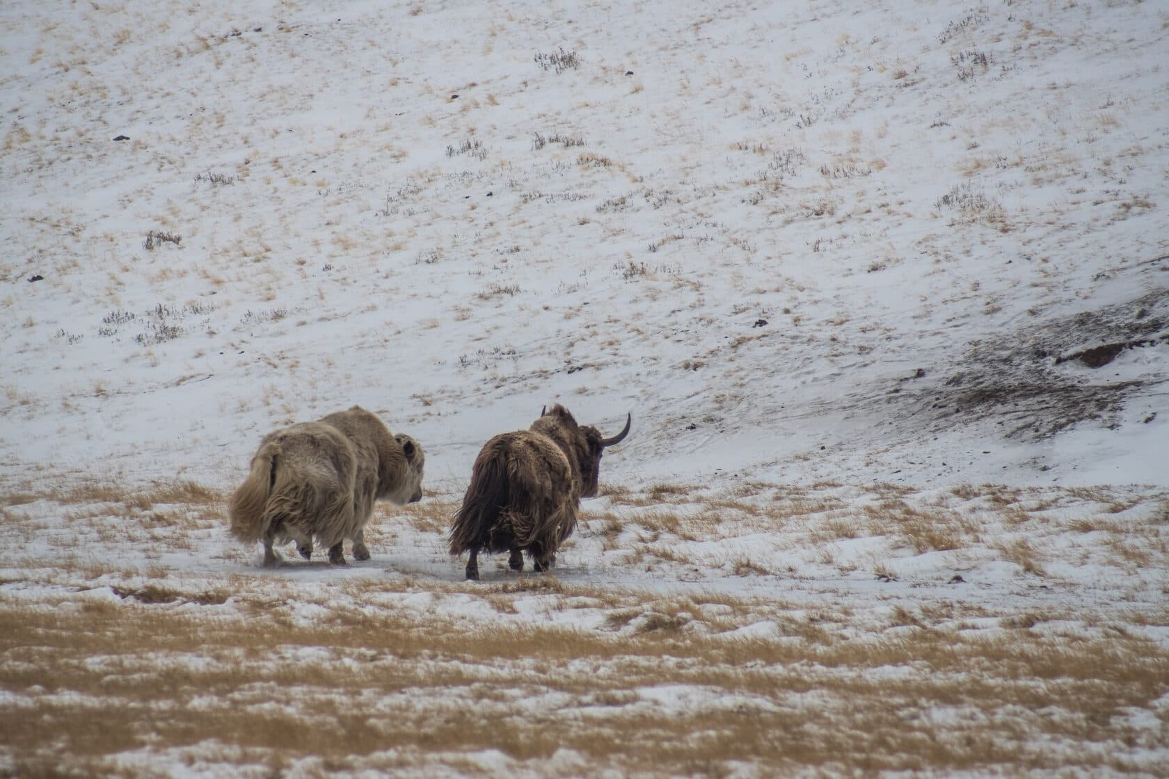 «Зима на границе: 3 сказки» - фото 4